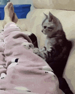 a46e1b86c3a6653447a4a8e0171b4dcd_1549754786_2337.gif a46e1b86c3a6653447a4a8e0171b4dcd_1549754786_2337.gif