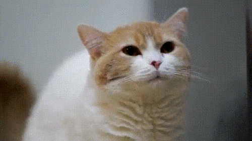 고양이 똥 쌀때 표정.gif