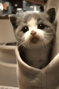 11922173f8f3694148bfc6b3e2f9b133_1551534500_8803.gif 11922173f8f3694148bfc6b3e2f9b133_1551534500_8803.gif
