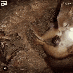 다람쥐 출산장면.gif