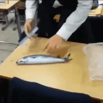 bfa2615cb35fc5ce91f6c3452fa52515_1551703949_5839.gif