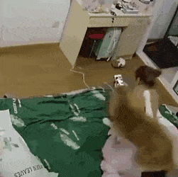 d0ba08d0ae09b485e3a86b8771fc46ae_1551596936_5067.gif
