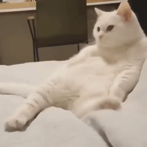 0510ba118d66e25e5e88af54fe9e2858_1554382085_6204.gif