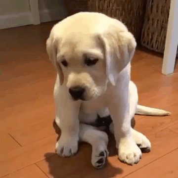 748bca4bccd024be88227151418a5515_1569215394_5671.gif 748bca4bccd024be88227151418a5515_1569215394_5671.gif