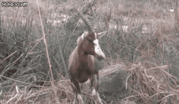 cc6e35f42dadb86570e519431e289104_1567575703_3564.gif