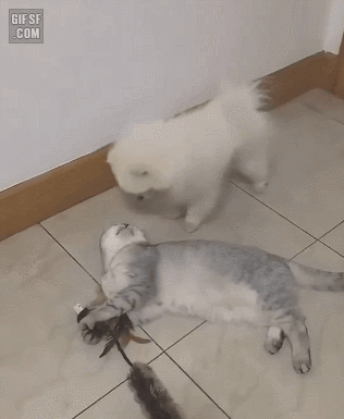 8aa3e07725e47f999f6aa25faf2fc9f7_1574343957_4271.gif 8aa3e07725e47f999f6aa25faf2fc9f7_1574343957_4271.gif