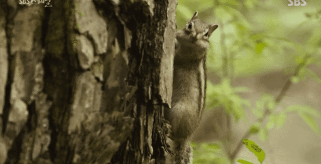 2fcef78ce40b8afffef9d806f9dc14b9_1588238324_2722.gif 2fcef78ce40b8afffef9d806f9dc14b9_1588238324_2722.gif