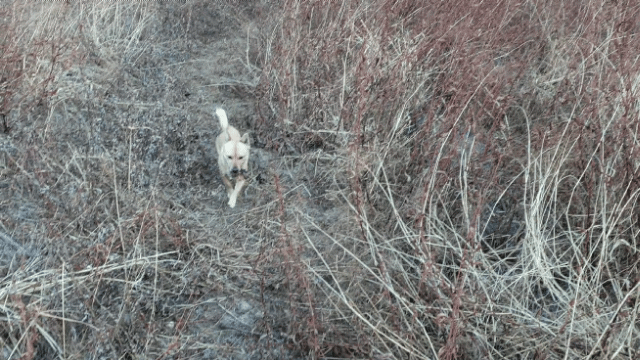 49346c435a63513fafe59409979d36a1_1611914860_9843.gif