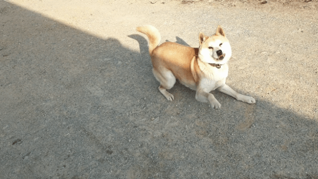a3b6785a1da2856d37c440932325bf77_1612076739_2272.gif
