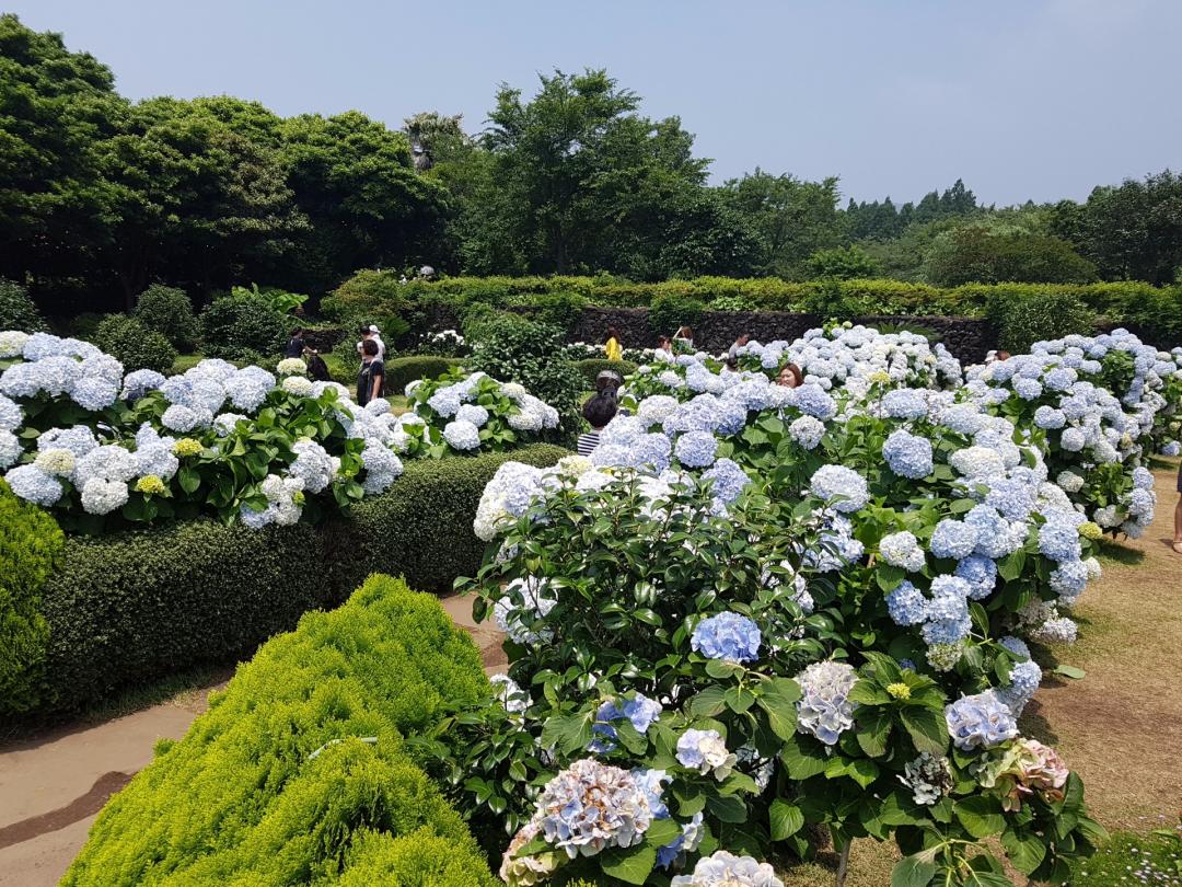 오늘 제주 카멜리아힐2 수국사진 > 자유갤러리 | 딜바다닷컴 딜바다::오늘 제주 카멜리아힐2 수국사진 > 자유갤러리
