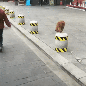 f21f3dbd0364cb54362bbefc9a97f873_1558060457_7507.gif